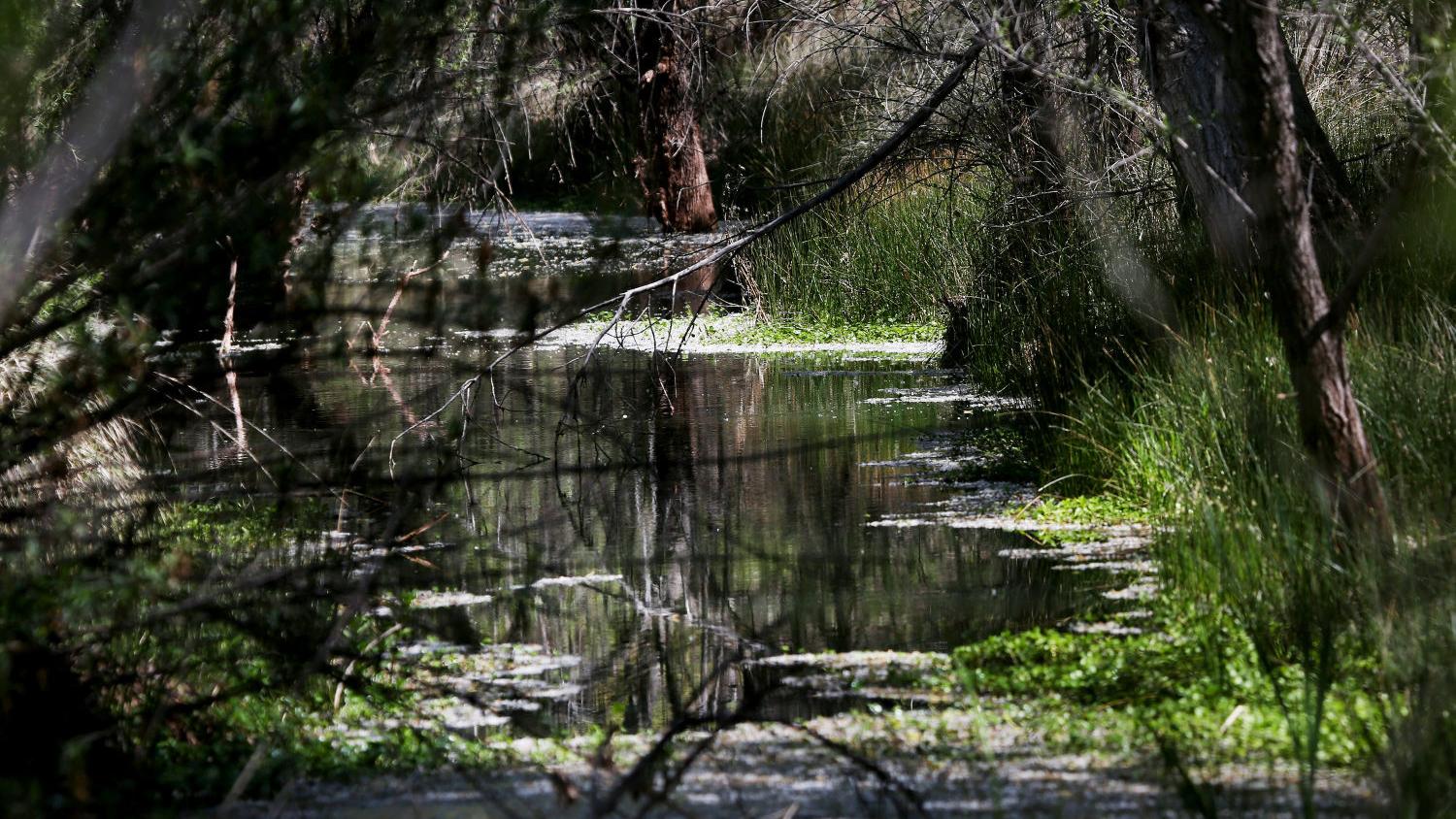 Rosemont decision will come under Trump, but OK isn't a done deal